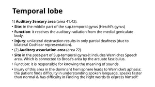 Temporal lobe
1) Auditory Sensory area (area 41,42):
• Site: in the middle part of the sup.temporal gyrus (Heschl’s gyrus)
• Function: it receives the auditory radiation from the medial geniculate
body.
• Injury: unilateral destruction results in only partial deafness (due to
bilateral Cochlear representation).
• (2) Auditory association area (area 22)
• Site in the post-part of Sup-temporal gyrus-It includes Werniches Speech
area. Which is connected to Broca’s area by the arcuate fasciculus.
• Function: it is responsible for knowing the meaning of sounds
• Injury of this area in the dominant hemisphere leads to Wernicke’s aphasia:
the patient finds difficulty in understanding spoken language, speaks faster
than normal & has difficulty in Finding the right words to express himself:
 