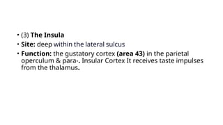 • (3) The Insula
• Site: deep within the lateral sulcus
• Function: the gustatory cortex (area 43) in the parietal
operculum & para-. Insular Cortex It receives taste impulses
from the thalamus.
 