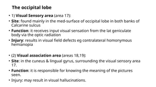 • 1) Visual Sensory area (area 17):
• Site: found mainly in the med-surface of occipital lobe in both banks of
Calcarine sulcus
• Function: it receives input visual sensation from the lat geniculate
body via the optic radiation
• Injury: results in visual field defects eg contralateral homonymous
hemianopia
• (2) Visual association area (areas 18,19):
• Site: in the cuneus & lingual gyrus, surrounding the visual sensory area
17.
• Function: it is responsible for knowing the meaning of the pictures
seen.
• Injury: may result in visual hallucinations.
The occipital lobe
 