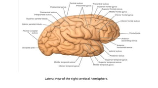 Lateral view of the right cerebral hemisphere.
 