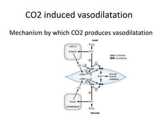 CO2 induced vasodilatation
Mechanism by which CO2 produces vasodilatation
 