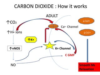 CARBON DIOXIDE : How it works
ADULT
↑CO2
↑H+ ions
NO
↑nNOS
C GMP
K+ Channel
Ca2+ Channel
↓Ca2+
↓Ca2+
Smooth Ms
Relaxation
↑K+
 