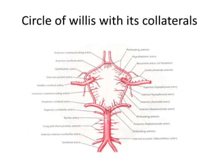 Circle of willis with its collaterals
 