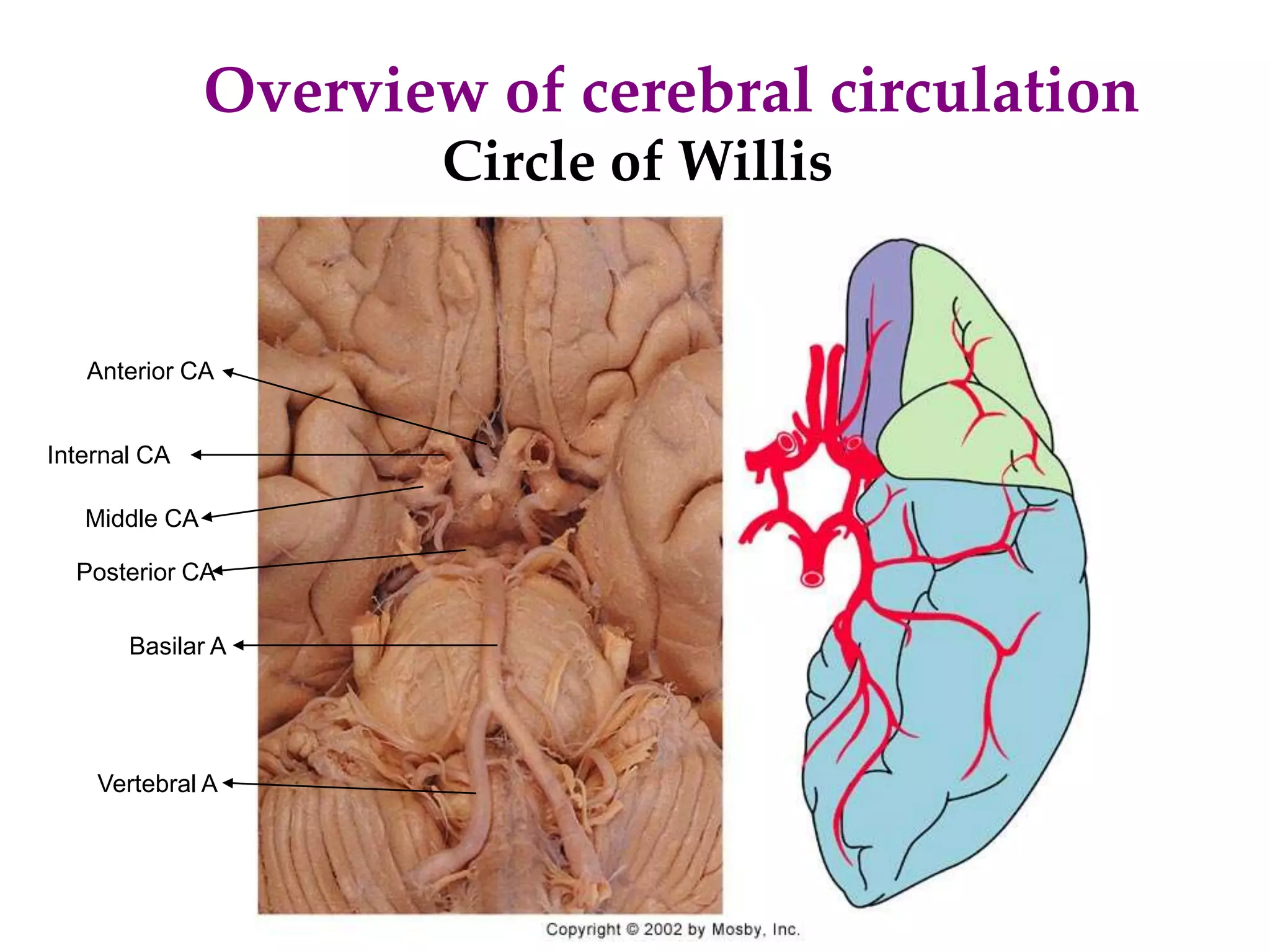 Cerebral blood flow | PPTX | Brain and Nervous System Disorders ...