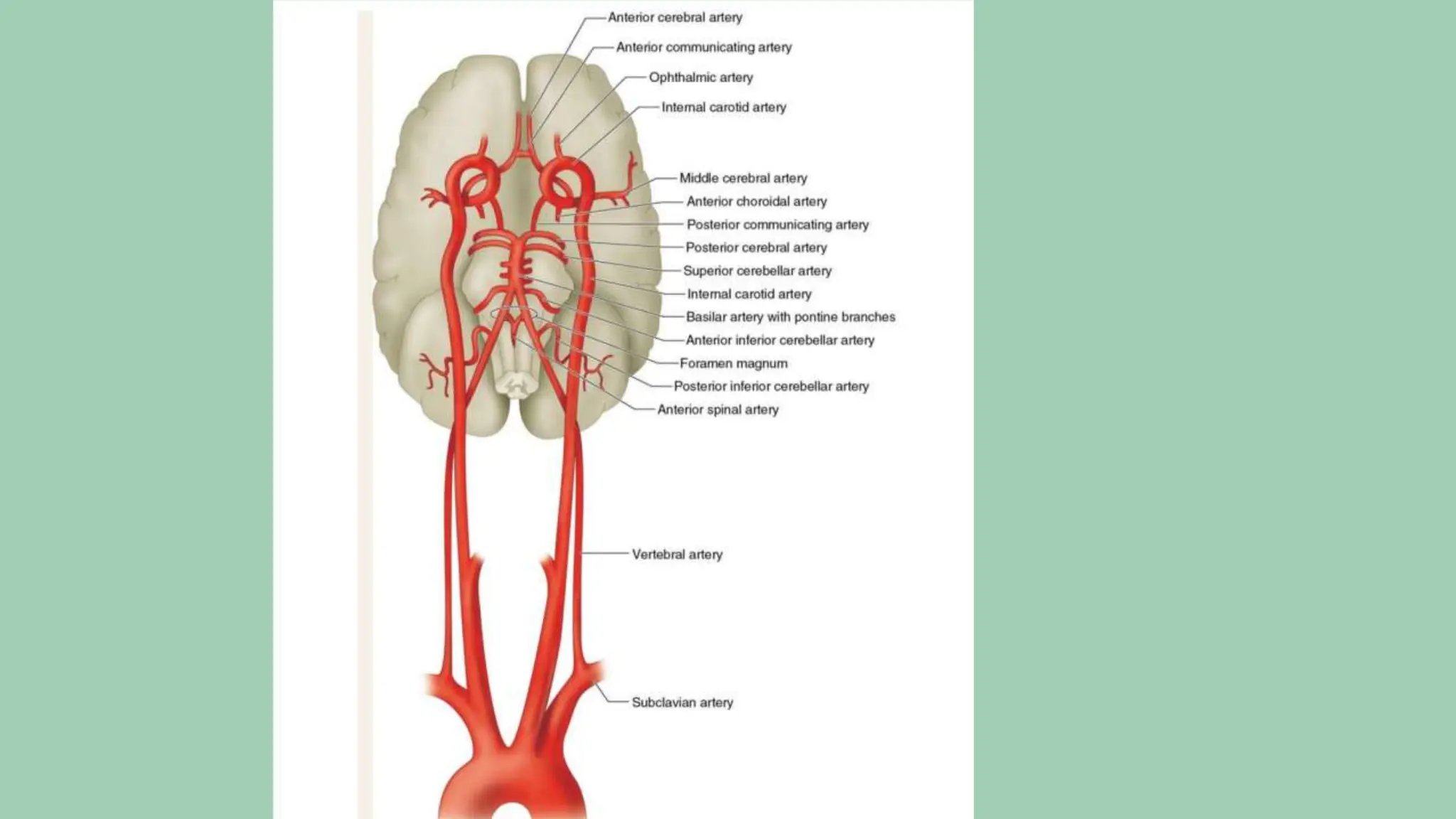 Cerebral blood flow anatomy & physio.pptx