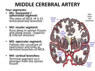 Segment Inferior Cerebral blood flow -Varun | PPTX