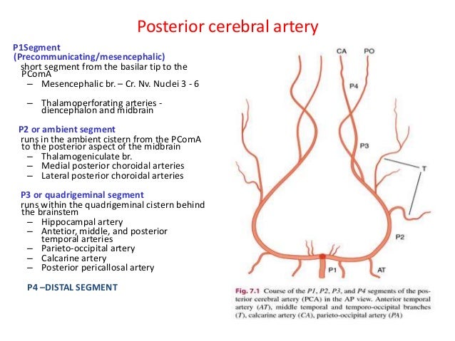 Pca Segment Cerebral blood flow -Varun