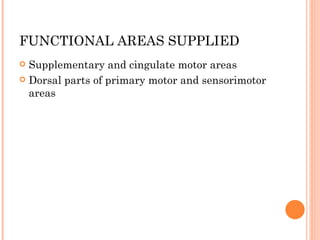 FUNCTIONAL AREAS SUPPLIED
 Supplementary and cingulate motor areas
 Dorsal parts of primary motor and sensorimotor
  areas
 