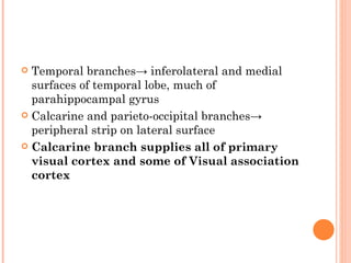  Temporal branches→ inferolateral and medial
  surfaces of temporal lobe, much of
  parahippocampal gyrus
 Calcarine and parieto-occipital branches→
  peripheral strip on lateral surface
 Calcarine branch supplies all of primary
  visual cortex and some of Visual association
  cortex
 