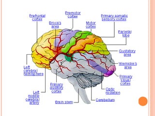 Cerebral circulation by DR.ARSHAD