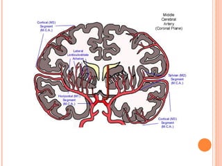 Cerebral circulation by DR.ARSHAD