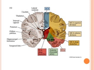 Cerebral circulation by DR.ARSHAD