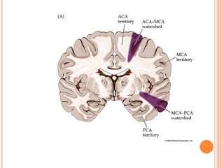 Cerebral circulation by DR.ARSHAD