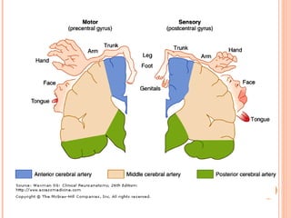 Cerebral circulation by DR.ARSHAD