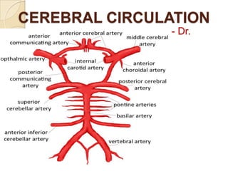 CEREBRAL CIRCULATION
- Dr.
Chintan

 
