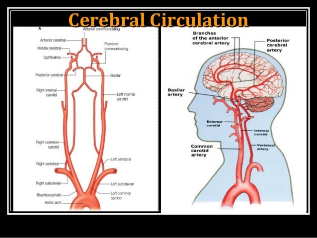 to supply brain blood the how circulation Cerebral to supply brain blood the how circulation Cerebral
