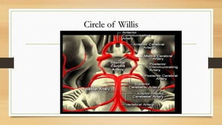Circle of Willis
 