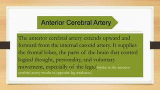 The anterior cerebral artery extends upward and
forward from the internal carotid artery. It supplies
the frontal lobes, the parts of the brain that control
logical thought, personality, and voluntary
movement, especially of the legs.(Stroke in the anterior
cerebral artery results in opposite leg weakness.)
Anterior Cerebral Artery
 