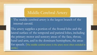 • The middle cerebral artery is the largest branch of the
internal carotid.
The artery supplies a portion of the frontal lobe and the
lateral surface of the temporal and parietal lobes, including
the primary motor and sensory areas of the face, throat,
hand and arm, and in the dominant hemisphere, the areas
for speech. (The middle cerebral artery is the artery most often occluded in
stroke.)
Middle Cerebral Artery
 