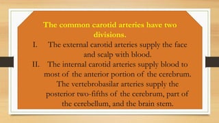 The common carotid arteries have two
divisions.
I. The external carotid arteries supply the face
and scalp with blood.
II. The internal carotid arteries supply blood to
most of the anterior portion of the cerebrum.
The vertebrobasilar arteries supply the
posterior two-fifths of the cerebrum, part of
the cerebellum, and the brain stem.
 
