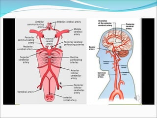 cerebral circulation : Blood Circulation of Brain.ppt