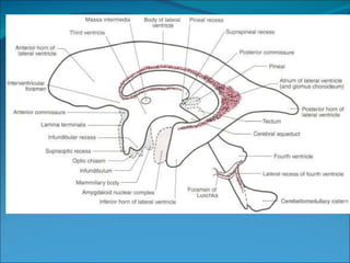 Cerebral circulation & csf formation | PPT