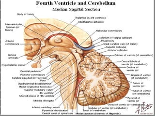 Cerebral circulation & csf formation | PPT