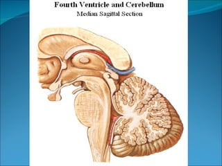 Cerebral circulation & csf formation | PPT