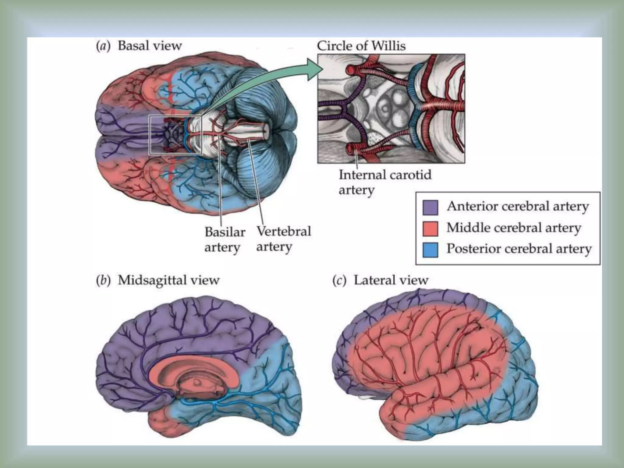 oxygen requrement cmr and cerebral circulation | PPT