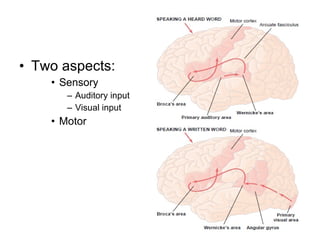 Two aspects: Sensory Auditory input Visual input  Motor  