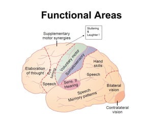 Functional Areas Stuttering & Laughter ! 