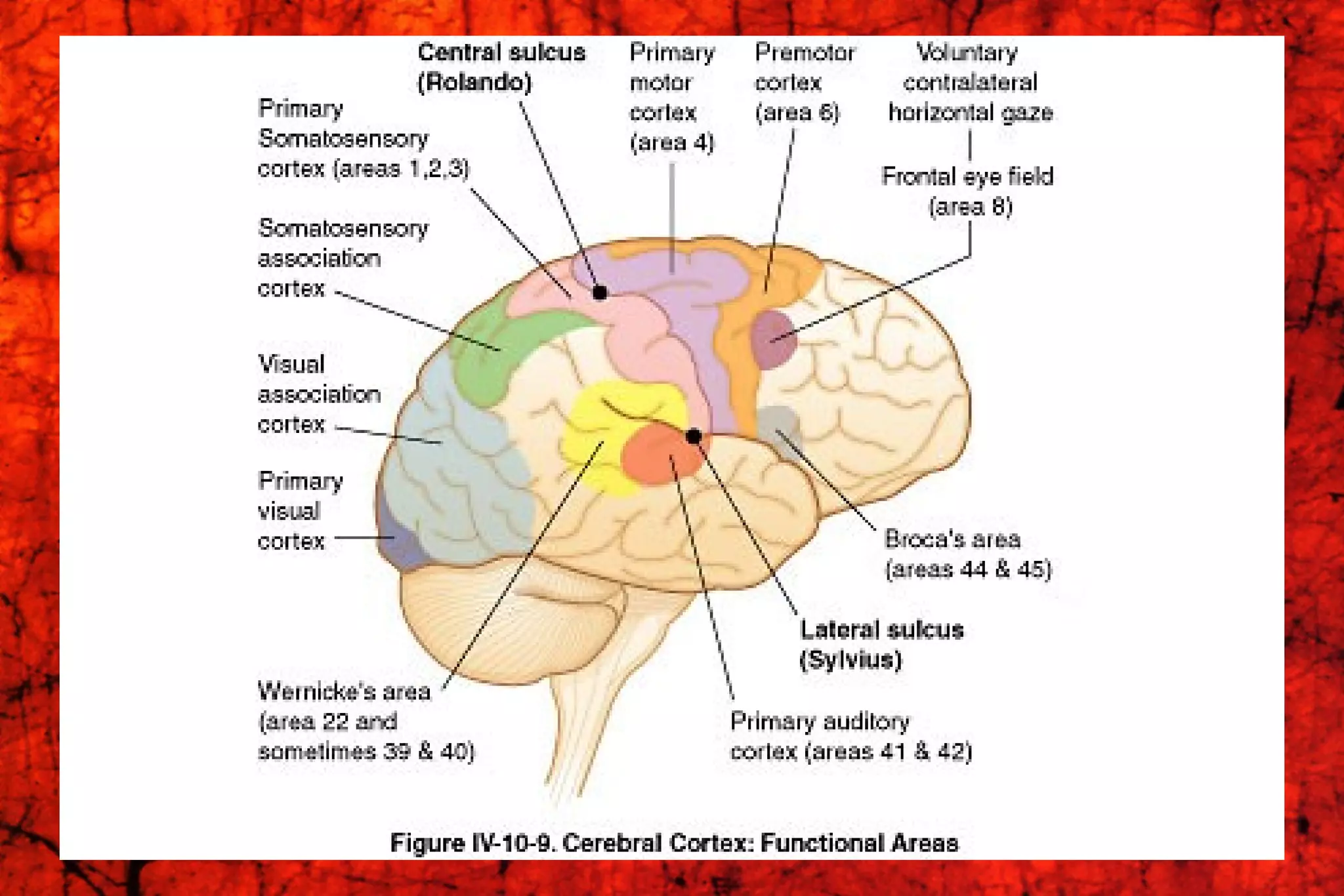 Cerebral cortex | PPS
