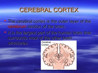 Cerebral cortex | PPT