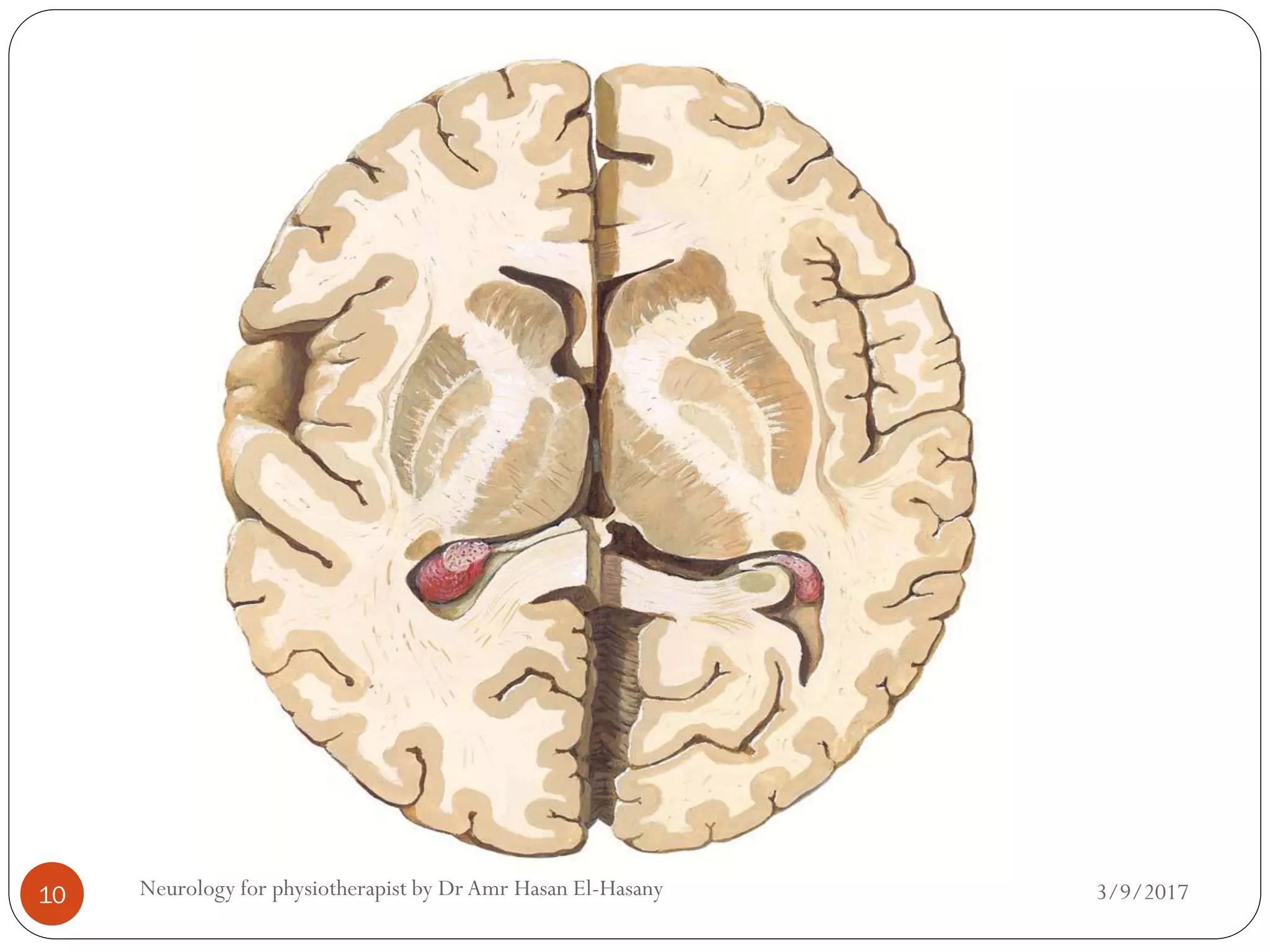 3/9/2017Neurology for physiotherapist by Dr Amr Hasan El-Hasany10
 