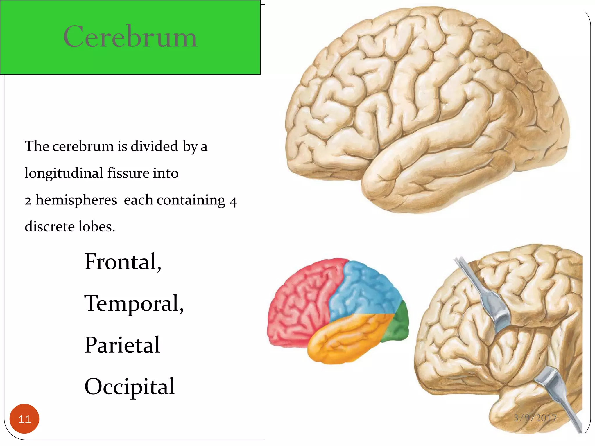 The cerebrum is divided by a
longitudinal fissure into
2 hemispheres each containing 4
discrete lobes.
Frontal,
Temporal,
Parietal
Occipital
3/9/201711
Cerebrum
 