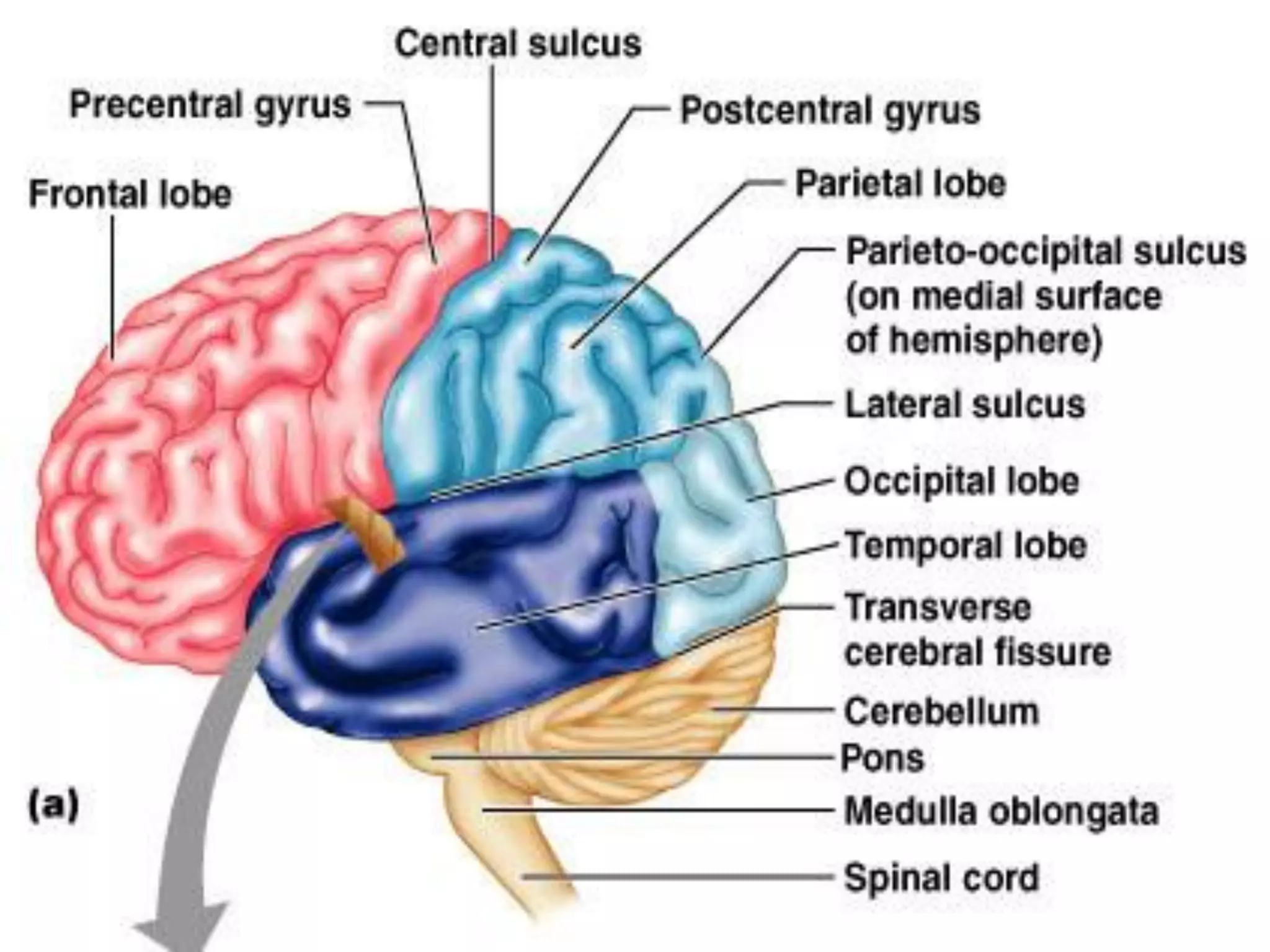3/9/2017
Neurology for physiotherapist by Prof.DrAhmed
Aboumousa12
 