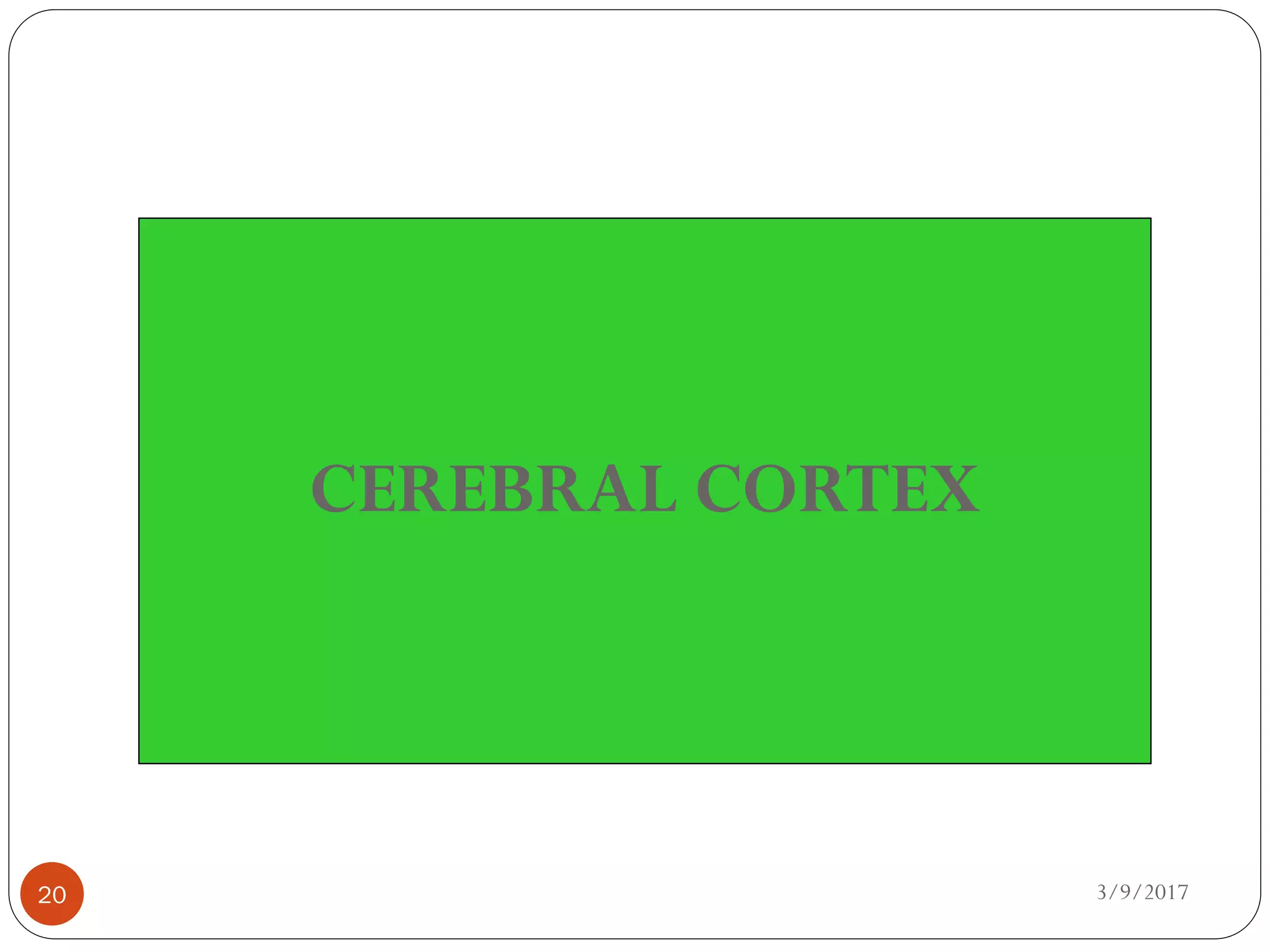 3/9/201720
CEREBRAL CORTEX
 
