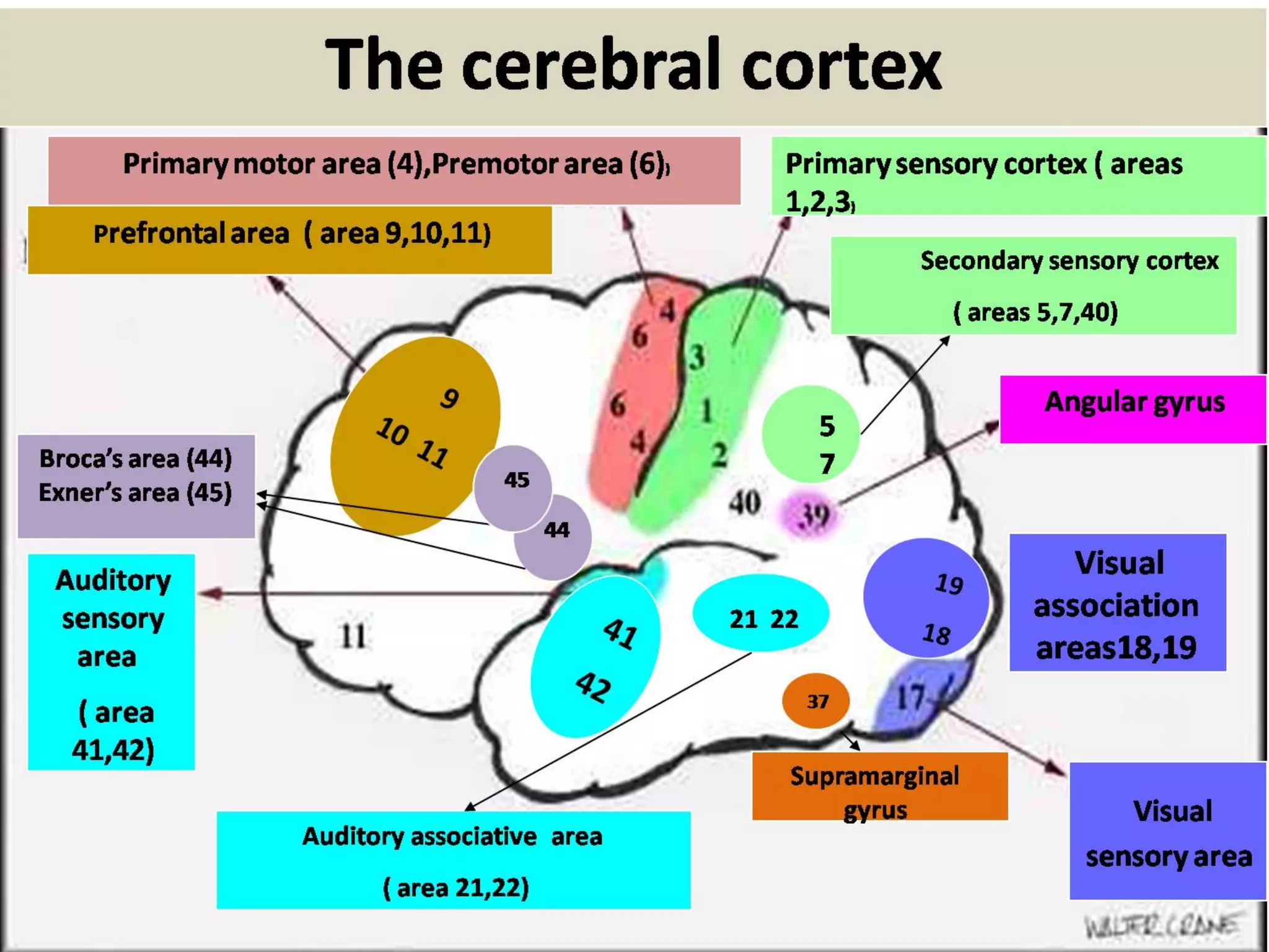 3/9/2017
Neurology for physiotherapist by Prof.DrAhmed
Aboumousa21
 