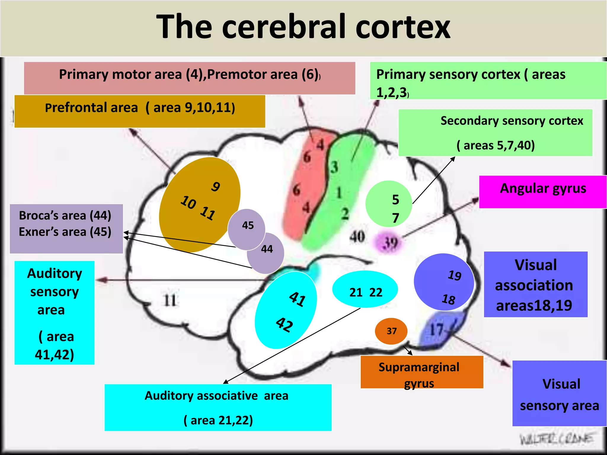 3/9/2017
Neurology for physiotherapist by Prof.DrAhmed
Aboumousa24
The cerebral cortex
Primary motor area (4),Premotor area (6))
Prefrontal area ( area 9,10,11)
Primary sensory cortex ( areas
1,2,3)
21 22
37
Visual
sensory area
Auditory associative area
( area 21,22)
Auditory
sensory
area
( area
41,42)
Angular gyrus
Secondary sensory cortex
( areas 5,7,40)
5
7
Supramarginal
gyrus
Broca’s area (44)
Exner’s area (45)
44
45
Visual
association
areas18,19
 