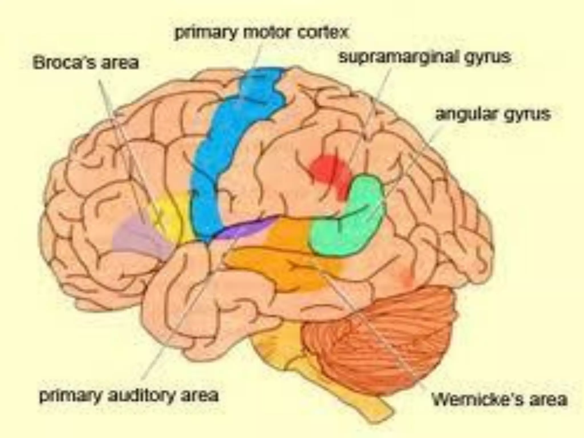 3/9/2017
Neurology for physiotherapist by Prof.DrAhmed
Aboumousa25
 