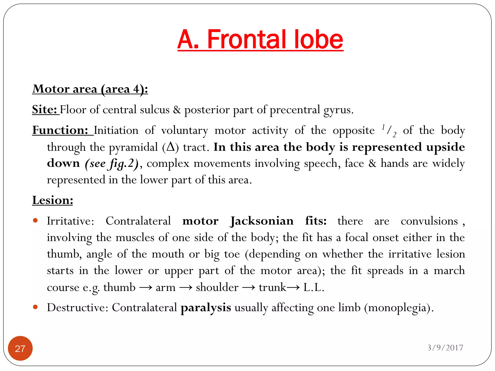 A. Frontal lobe
3/9/201727
Motor area (area 4):
Site: Floor of central sulcus & posterior part of precentral gyrus.
Function: Initiation of voluntary motor activity of the opposite 1/2 of the body
through the pyramidal (Δ) tract. In this area the body is represented upside
down (see fig.2), complex movements involving speech, face & hands are widely
represented in the lower part of this area.
Lesion:
 Irritative: Contralateral motor Jacksonian fits: there are convulsions ,
involving the muscles of one side of the body; the fit has a focal onset either in the
thumb, angle of the mouth or big toe (depending on whether the irritative lesion
starts in the lower or upper part of the motor area); the fit spreads in a march
course e.g. thumb → arm → shoulder → trunk→ L.L.
 Destructive: Contralateral paralysis usually affecting one limb (monoplegia).
 