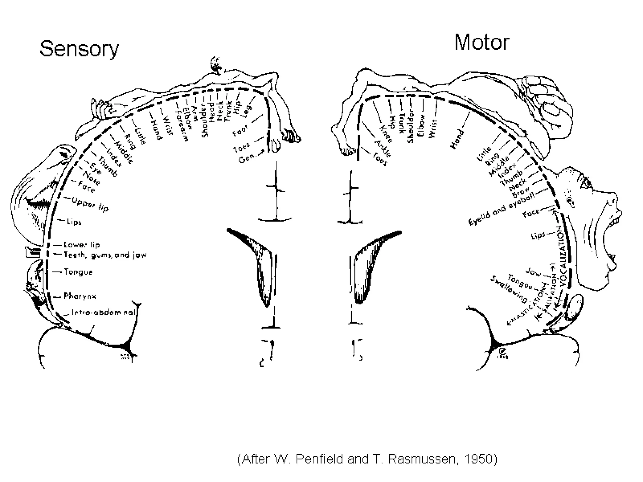 3/9/2017
Neurology for physiotherapist by Prof.DrAhmed
Aboumousa29
 