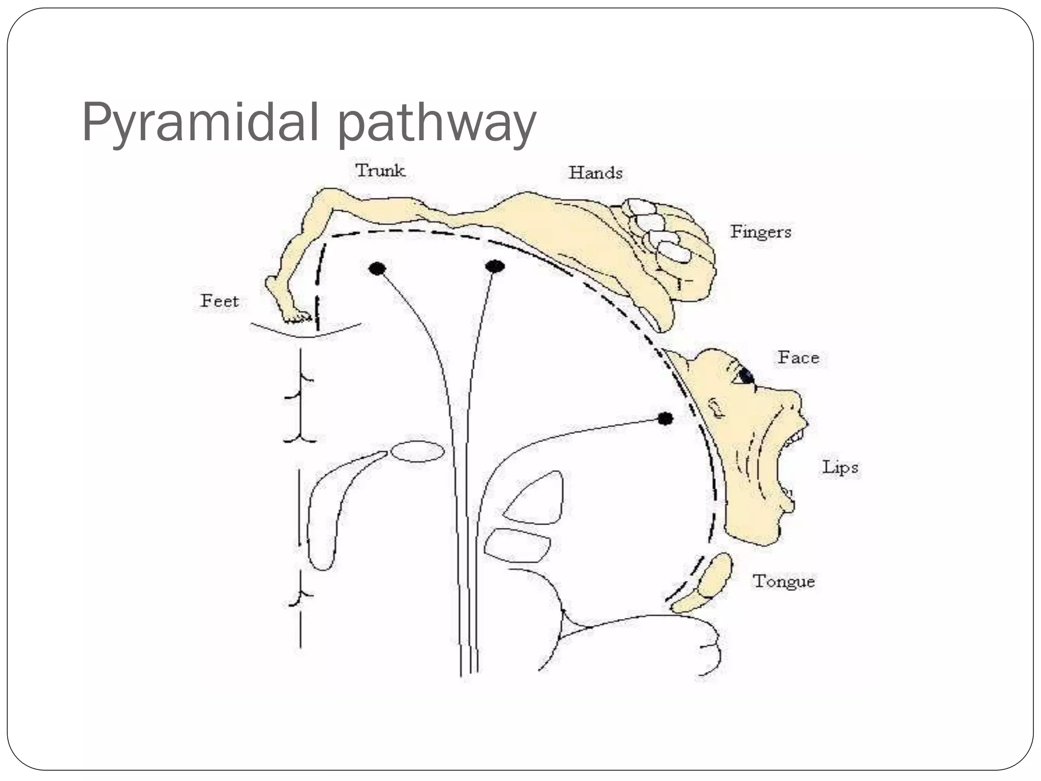 Pyramidal pathway
 