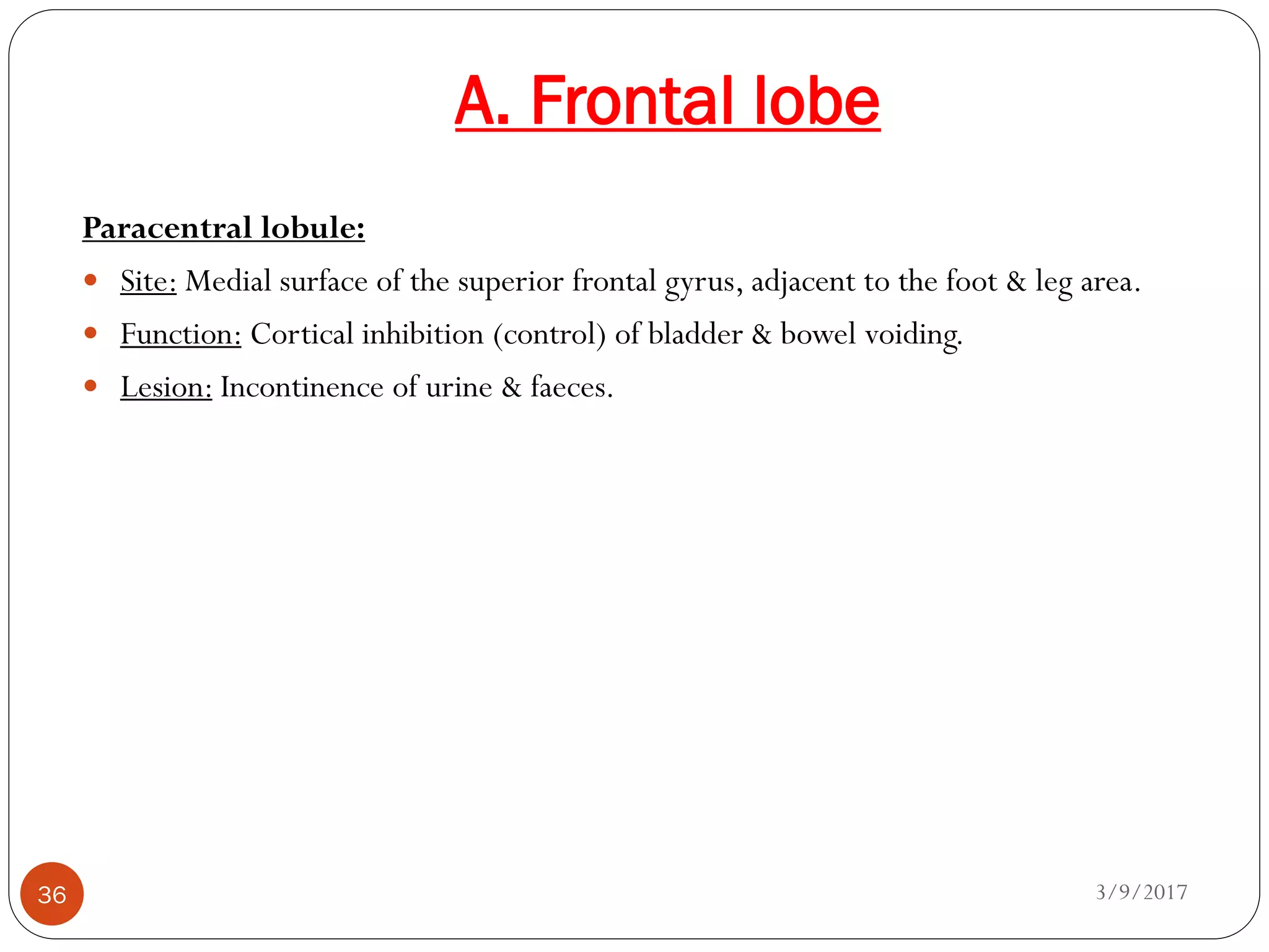 A. Frontal lobe
3/9/201736
Paracentral lobule:
 Site: Medial surface of the superior frontal gyrus, adjacent to the foot & leg area.
 Function: Cortical inhibition (control) of bladder & bowel voiding.
 Lesion: Incontinence of urine & faeces.
 