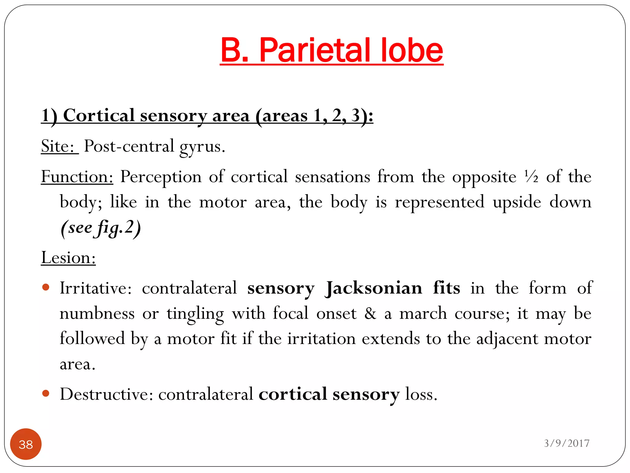 B. Parietal lobe
3/9/201738
1) Cortical sensory area (areas 1, 2, 3):
Site: Post-central gyrus.
Function: Perception of cortical sensations from the opposite ½ of the
body; like in the motor area, the body is represented upside down
(see fig.2)
Lesion:
 Irritative: contralateral sensory Jacksonian fits in the form of
numbness or tingling with focal onset & a march course; it may be
followed by a motor fit if the irritation extends to the adjacent motor
area.
 Destructive: contralateral cortical sensory loss.
 