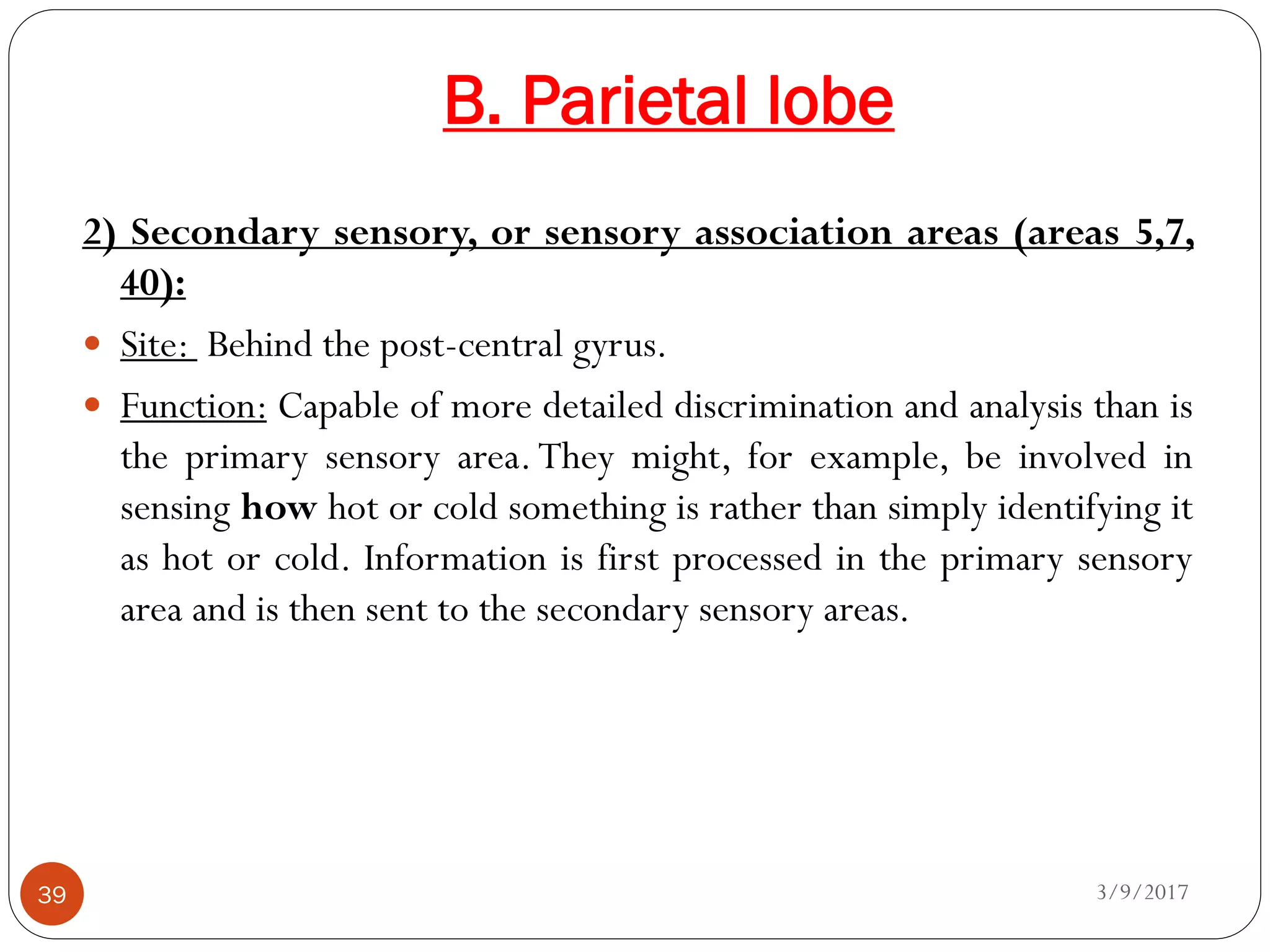 B. Parietal lobe
3/9/201739
2) Secondary sensory, or sensory association areas (areas 5,7,
40):
 Site: Behind the post-central gyrus.
 Function: Capable of more detailed discrimination and analysis than is
the primary sensory area.They might, for example, be involved in
sensing how hot or cold something is rather than simply identifying it
as hot or cold. Information is first processed in the primary sensory
area and is then sent to the secondary sensory areas.
 