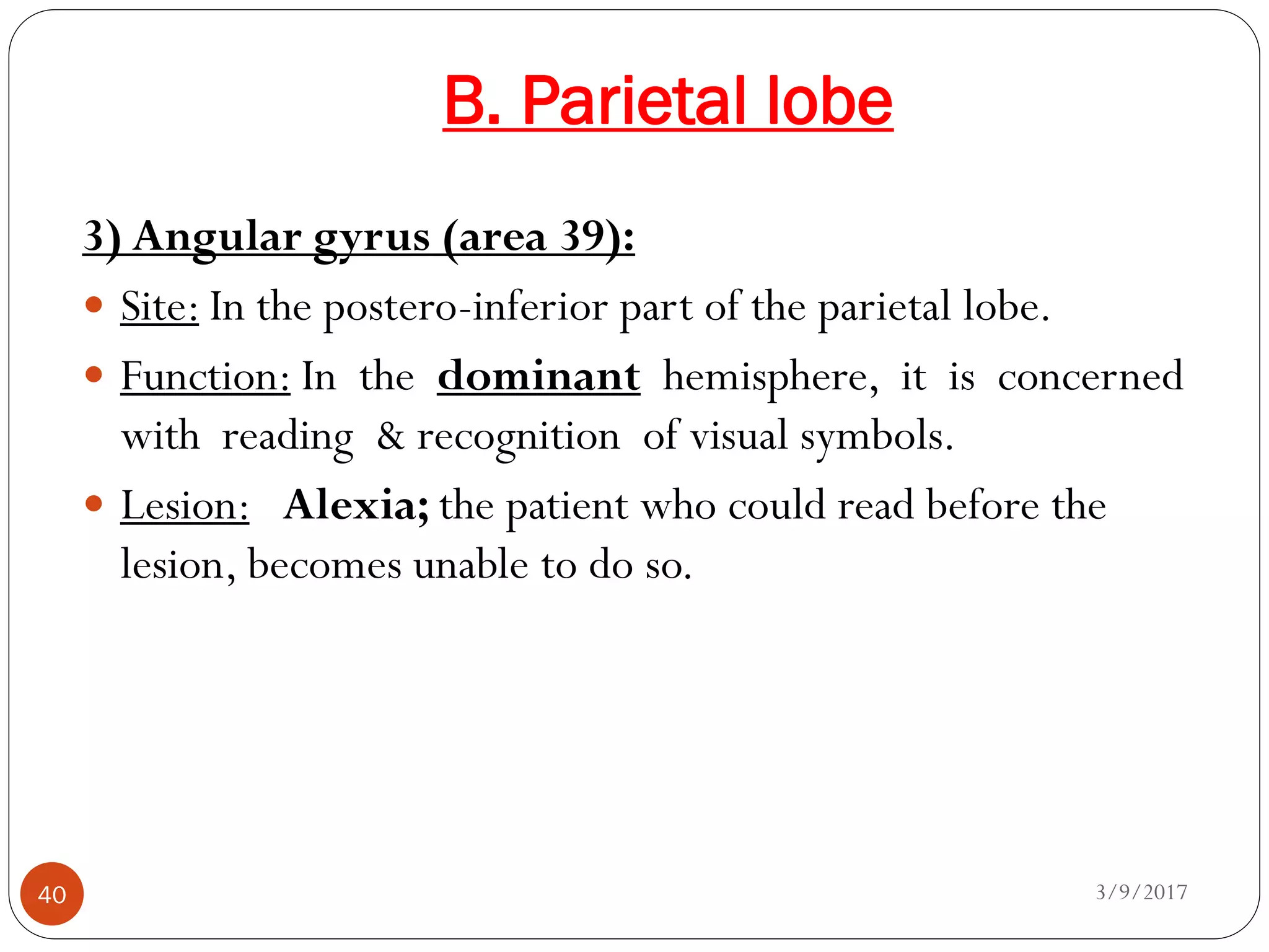 B. Parietal lobe
3/9/201740
3) Angular gyrus (area 39):
 Site: In the postero-inferior part of the parietal lobe.
 Function: In the dominant hemisphere, it is concerned
with reading & recognition of visual symbols.
 Lesion: Alexia; the patient who could read before the
lesion, becomes unable to do so.
 