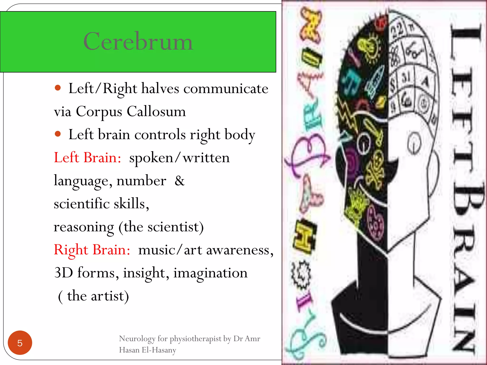 V. D.
3/9/2017Neurology for physiotherapist by Dr Amr
Hasan El-Hasany
5
 Left/Right halves communicate
via Corpus Callosum
 Left brain controls right body
Left Brain: spoken/written
language, number &
scientific skills,
reasoning (the scientist)
Right Brain: music/art awareness,
3D forms, insight, imagination
( the artist)
Cerebrum
 