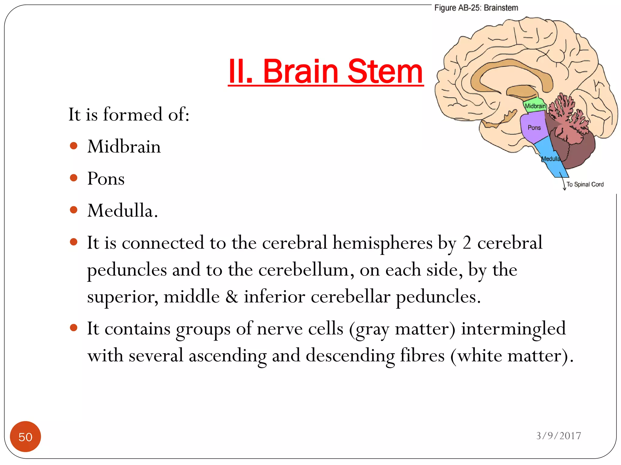 II. Brain Stem
3/9/201750
It is formed of:
 Midbrain
 Pons
 Medulla.
 It is connected to the cerebral hemispheres by 2 cerebral
peduncles and to the cerebellum, on each side, by the
superior, middle & inferior cerebellar peduncles.
 It contains groups of nerve cells (gray matter) intermingled
with several ascending and descending fibres (white matter).
 