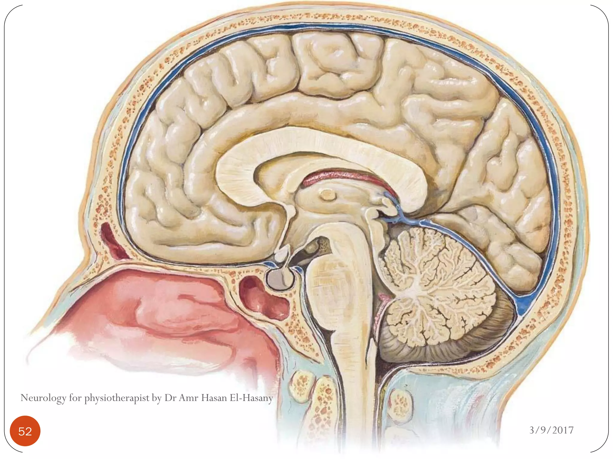 3/9/2017
Neurology for physiotherapist by Dr Amr Hasan El-Hasany
52
 